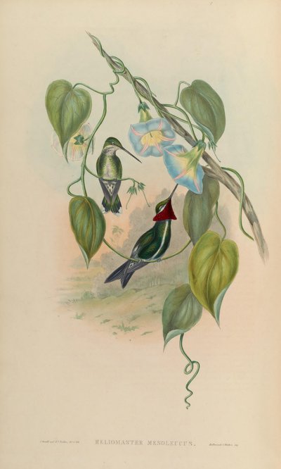 Heliomaster Mesoleucus = Heliomaster Squamosus by John Gould